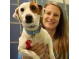 Adopt Russell a White Jack Russell Terrier  Mixed dog in Richmon