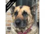 Adopt Miss B T. a Black - with Tan Yellow or Fawn German Shepher