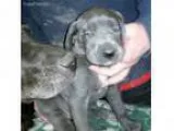 Mack truck for parts - Price: $5,000.00