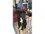 Adopt Lincoln a Catahoula Leopard Dog