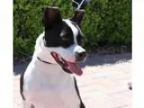 Adopt REMY a Boston Terrier