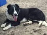 Adopt smoky a Black - with White Border Collie  German Shepherd 