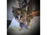 Adopt Kimmy a Calico or Dilute Calico Calico  Mixed (short coat)