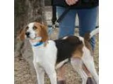 Adopt Gordo a Harrier  Mixed dog in Richmond VA (15511206)