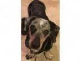 Adopt DJ a Dachshund