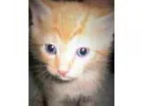 Adopt Sonny a Orange or Red American Shorthair (medium coat) cat