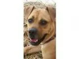 Adopt Moxy LOVES DOGS and CATS a RedGoldenOrangeCh estnut Labrad