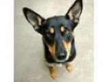 Adopt a Tricolor (TanBrown and Black and White) Australia
