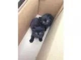 Siamese kitten