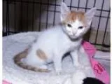 Adopt Peach Fuzz a Orange or Red Domestic Mediumhair (medium coa