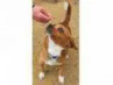 Adopt Skippy - ADOPTED a Beagle Pekingese