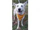 Adopt Raymond a White German Shepherd Dog  Mixed dog in Louisvil
