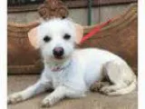 Adopt Charlotte a Jack Russell Terrier Cairn Terrier
