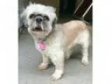 Adopt Tashi a White Shih Tzu Lhasa Apso Mixed dog in Pontiac M