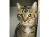 Adopt Herman a Brown Tabby Domestic Shorthair  Mixed cat in Hilt