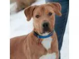 Adopt Myles a Labrador Retriever  Mixed dog in Golden CO (157662