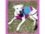 Adopt Melissa a White Pit Bull Terrier  Mixed dog in Alpharetta 