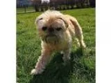 Adopt EMMA - North Aurora Illinois a RedGoldenOrangeCh estnut Br