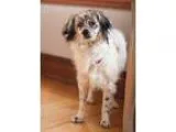 Adopt Bon Bon - HOSPICE FOSTER WANTED a Brittany  Mixed dog in c