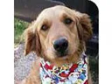 Adopt Brooke a TanYellowFawn - with White Golden Retriever  Mixe