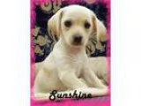 Adopt Sunshine a TanYellowFawn - with White Labrador Retriever  