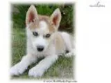 Gorgeousi Blue Eyed Hybrid Female Puppy