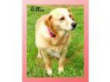 Adopt Ellie a RedGoldenOrangeCh estnut - with White Labrador Ret