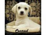 Adopt Conrad a TanYellowFawn - with White Labrador Retriever  Da