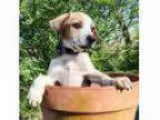 Adopt PUPPY CECIL a Australian Cattle Dog Mixed dog in Franklin