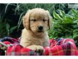 Adorable AKC Golden Retriever Puppy &quotSadie&quot