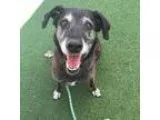 Adopt Louie a Brindle Labrador Retriever  Greyhound  Mixed dog i