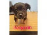 Adopt Benjamin a BrownChocolate - with Black Dachshund  Mixed do