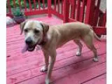 Adopt Alondra a TanYellowFawn Labrador Retriever  Mixed dog in A