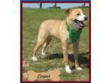Adopt Cooper a RedGoldenOrangeCh estnut - with White Labrador Re