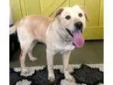 Adopt Chloe a RedGoldenOrangeCh estnut - with White Golden Retri
