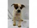 Adopt FINN a German Shepherd Dog Australian Cattle Dog (Blue Hee