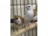 Adopt SNICKET a Finch