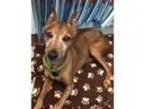 Adopt Bruschi a TanYellowFawn Miniature Pinscher  Mixed dog in B