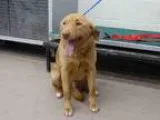 Adopt SAND MAN a RedGoldenOrangeCh estnut Labrador Retriever  Mi