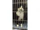 Adopt Handsome Tux a Tuxedo