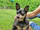 Adopt SNOOP a Black - with Brown Red Golden Orange or Chestnut M