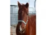 Tennessee Walker 15hd 15 yr