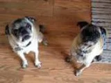 Adopt Bruiser a TanYellowFawn - with Black Pug  Mixed dog in Str