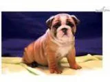 Gabriel - English Bulldog Male