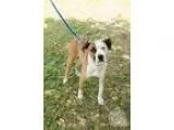 Adopt Petey a TanYellowFawn - with White Boxer  Mixed dog in Bro