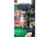 Adopt Casper a TanYellowFawn - with Black Pug  Beagle  Mixed dog