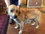 Adopt Eleanor a RedGoldenOrangeCh estnut Golden Retriever  Retri