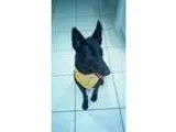 Adopt Jolie a Black German Shepherd Dog  Mixed dog in Homestead 