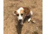 Adopt Breslyn a White - with Red Golden Orange or Chestnut Beagl
