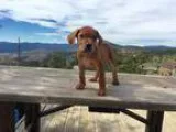 Adopt Momo a RedGoldenOrangeCh estnut Labrador Retriever  Boxer 